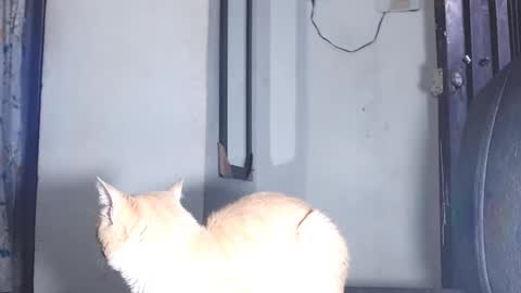 sofiadoll77 online show from 1, 3, 2025