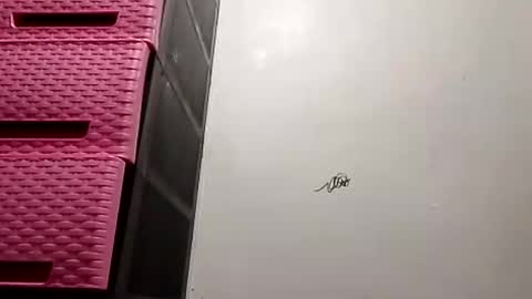 suzzie_hot online show from 16, 11, 2025