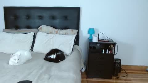 iris online show from 14, 12, 2025