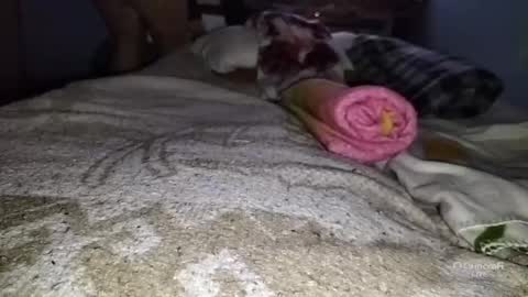 tangaxhentai3 online show from 6, 1, 2025