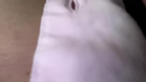 tommit84 online show from 19, 10, 2025