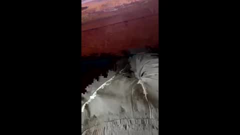 tree553 online show from 17, 1, 2025