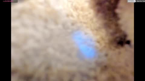 Big Daddy online show from 17, 1, 2025