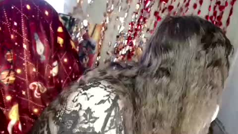 Var Kiss online show from 4, 4, 2026