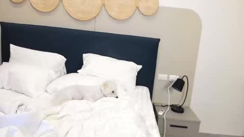 Violetta  online show from 9, 11, 2025