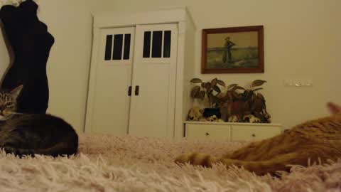 Visceratio online show from 10, 2, 2025