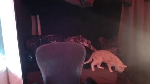 Snapshot of voidcatdaddy chatting on 27, 4, 2026 Rev online show from 27, 4, 2026
