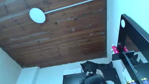 white_sexy_ online show from 10, 1, 2026