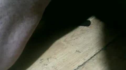 wolfbo6699 online show from 22, 11, 2025