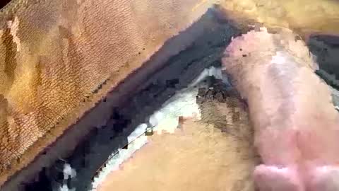 yamines online show from 29, 1, 2025