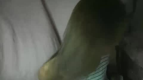 Glenda online show from 3, 2, 2026