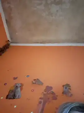 Snapshot of ducicsajsziii chatting on 11, 2, 2026 ducicsajsziii online show from 11, 2, 2026