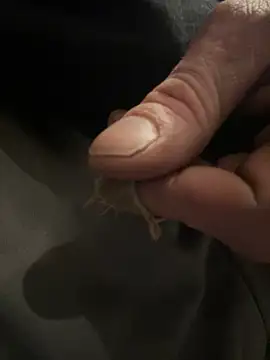 Followthepiper online show from 5, 2, 2025