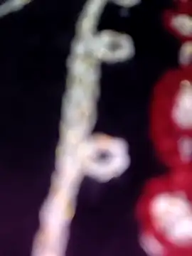 Anamika 24 online show from 8, 11, 2025