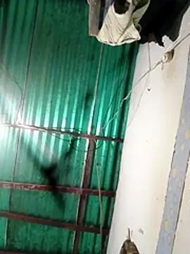 Camuss30 online show from 29, 10, 2025