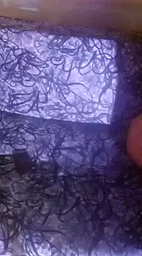 shuhana  online show from 16, 12, 2024