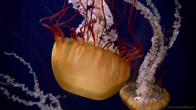 streamy test11 online show from 17, 10, 2025