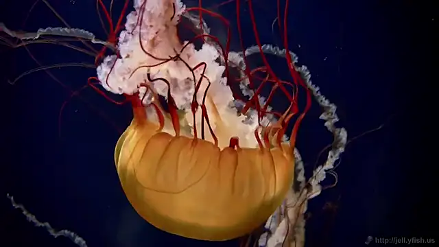 streamy test11 online show from 21, 10, 2025