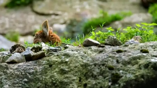 streamy test11 online show from 14, 12, 2025