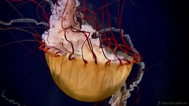 streamy test12 online show from 27, 10, 2025