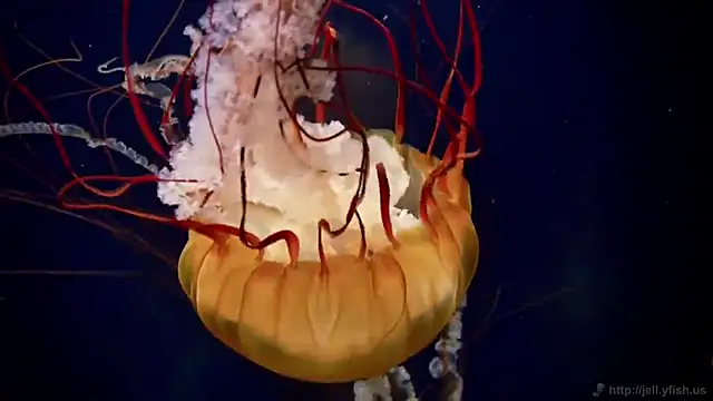 Snapshot of streamy_test12 chatting on 14, 12, 2025 streamy test12 online show from 14, 12, 2025