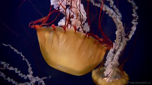 Snapshot of streamy_test12 chatting on 14, 1, 2026 streamy test12 online show from 14, 1, 2026