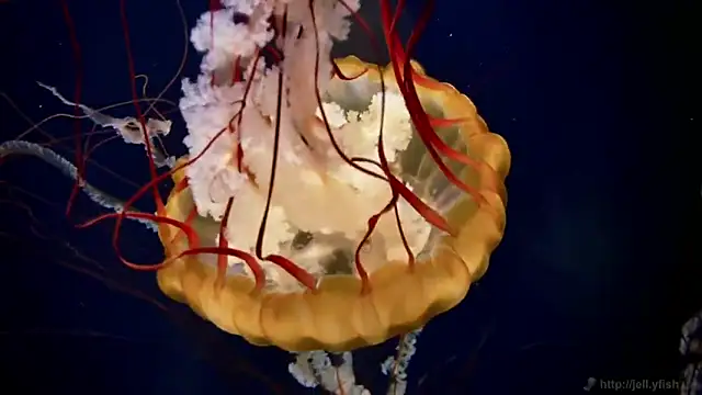 Snapshot of streamy_test12 chatting on 5, 3, 2026 streamy test12 online show from 5, 3, 2026