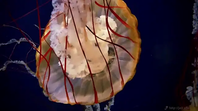 Snapshot of streamy_test12 chatting on 27, 3, 2026 streamy test12 online show from 27, 3, 2026