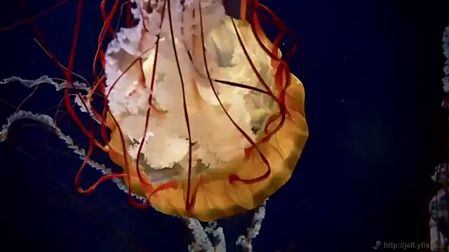 Snapshot of streamy_test12 chatting on 31, 3, 2026 streamy test12 online show from 31, 3, 2026