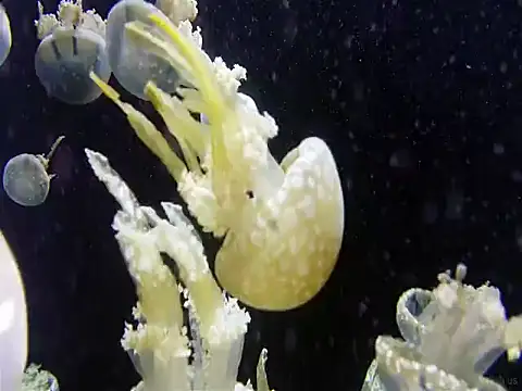 streamy test12 online show from 2, 7, 2026
