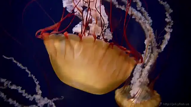 streamy test13 online show from 3, 12, 2024