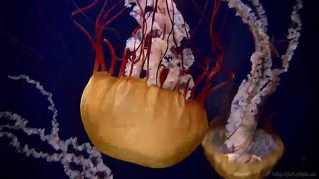 streamy test13 online show from 13, 12, 2024