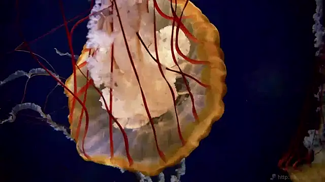 streamy test13 online show from 15, 1, 2025