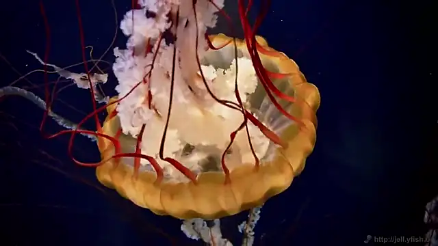 streamy test13 online show from 11, 3, 2025