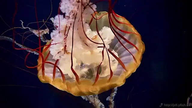 streamy test15 online show from 6, 11, 2025