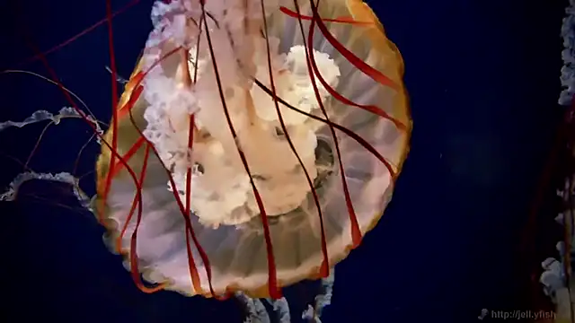 streamy test15 online show from 3, 12, 2025