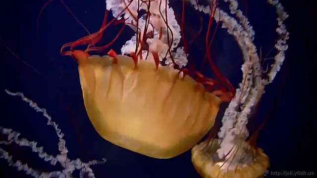 streamy test15 online show from 16, 12, 2025