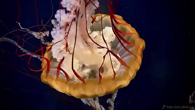 streamy test15 online show from 25, 2, 2026