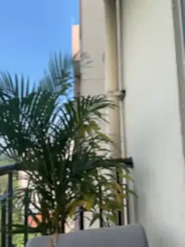 Pretty Isadora online show from 4, 2, 2026