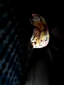 Policeman20742 online show from 17, 3, 2025