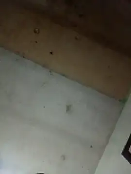 Alonsomadeira online show from 10, 4, 2026