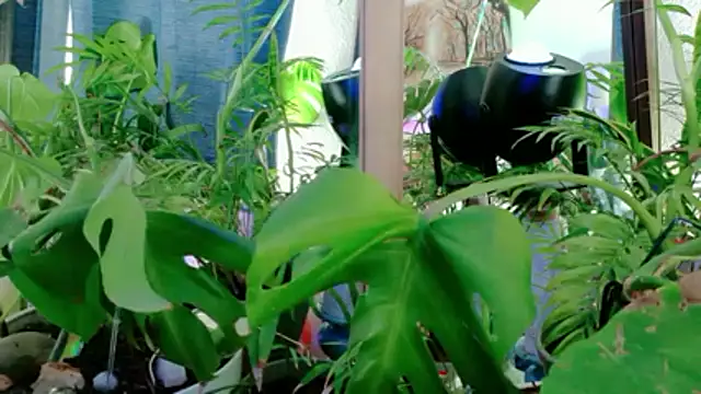 NinasNylonz online show from 27, 4, 2026