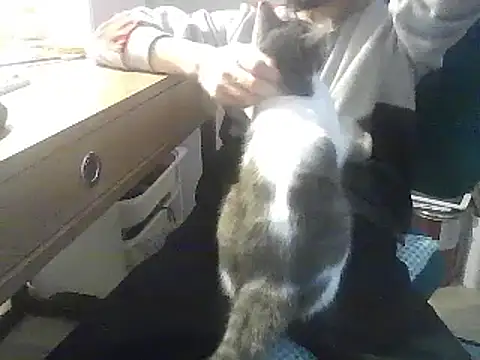 kallaviz online show from 7, 1, 2026