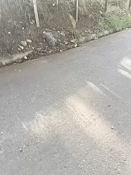 C vas  online show from 7, 12, 2024