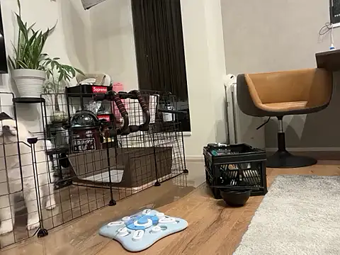 kensnb online show from 4, 11, 2025