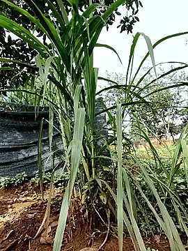 Betty20zx online show from 13, 9, 2025