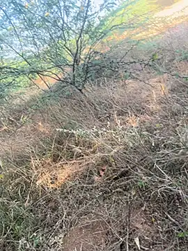 Snapshot of tamil000000 chatting on 9, 3, 2025 tamil000000 online show from 9, 3, 2025