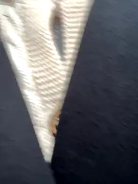 babydolll online show from 19, 9, 2025