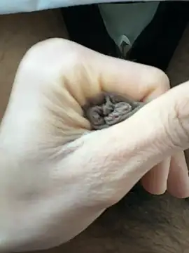 raju120011 online show from 26, 2, 2025