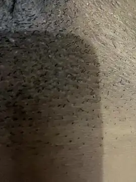 Gordelicia03 online show from 19, 11, 2025